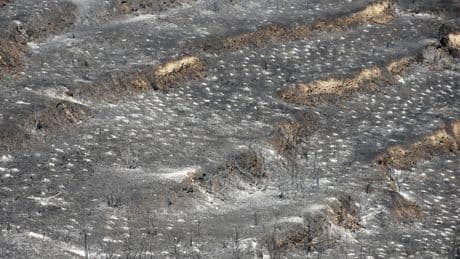 120 Quadratkilometer Fläche auf Zypern verbrannt