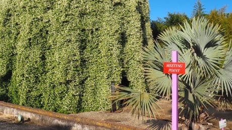 A Giarre giardini tra chaos e ordine