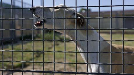 El 70% de los perros y el 95% de los gatos que llegan a las protectoras no tiene chip identificador