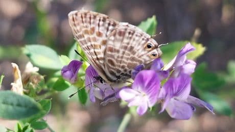 La sequía pasa factura a las especies de mariposas del área metropolitana de Barcelona: en 2024 se detectó el mayor desequilibrio desde 2019