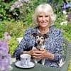 The King and Queen are leading a Jack Russell resurgence! Numbers of the breed - famously owned by Charles and Camilla - spike by 75% in Britain
