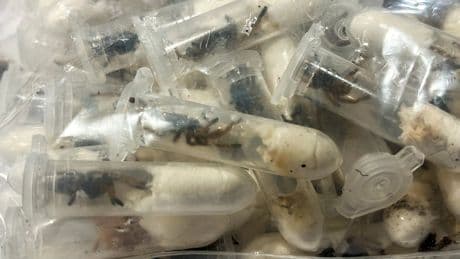 1,500 tarantulas seized at airport after being smuggled in chocolate spongecake boxes