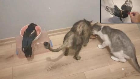 Hayatını kurtardığı saksağan evladı gibi oldu! Beraber tatile gidiyorlar