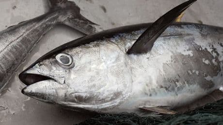 Marseille: près de 400 kilos de thons rouges pêchés illégalement donnés à un lycée