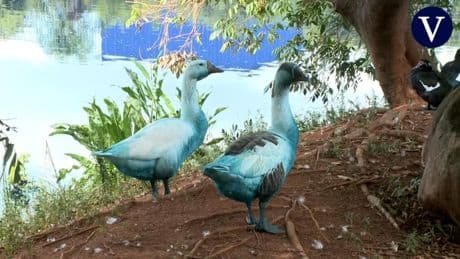 Un río brasileño se tiñe de azul tras un accidente químico