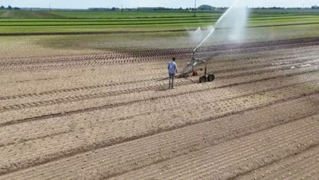 Sécheresse dans le Nord: les bienfaits de l'irrigation pour certains agriculteurs