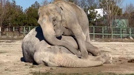 Berührende Szene - Elefant trauert wie ein Mensch