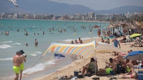 Blutige Attacke auf Mallorca: Diese Meeresbewohner stehen unter Verdacht