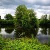 Kurioses: Entwarnung: Alligator-Video nicht aus Vechta
