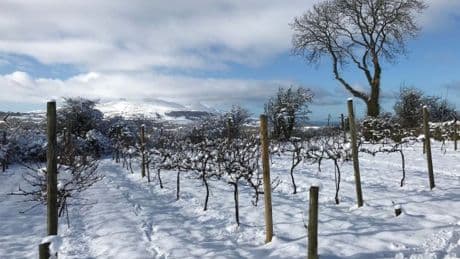 Welsh wine is booming, but would you go for cwm cabernet?