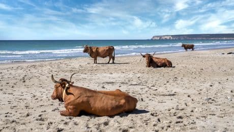 La playa de Andalucía con una curiosa estampa: vacas en la orilla del mar