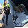 Bestuurder laat hondje achter in hete auto en krijgt... dubbele boete