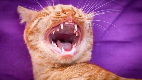 ¿Es normal que un gato pierda un diente? Cuándo es algo natural y cuándo debe preocuparnos