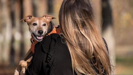 Un experimento revela cuanta gente salvaría a su mascota antes que a un ser humano