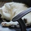 Einheitliche Chip-Pflicht für Katzen und Hunde soll kommen
