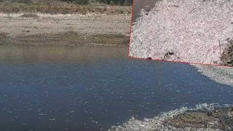 Hatay'da su seviyesi azaldı, balık ölümleri arttı