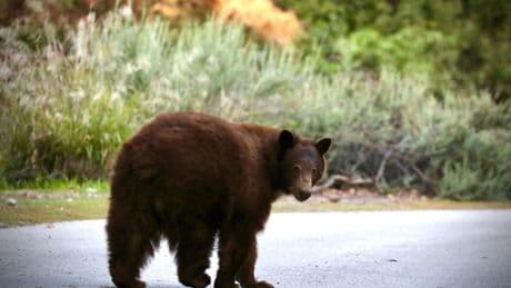 Letters to the Editor: Shooting a bear that has already been tranquilized is 'an act of cruelty'