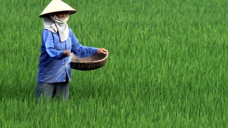 Japón acudió a Corea del Sur como medida desesperada. Ni siquiera así han solucionado una emergencia nacional: falta arroz