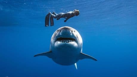 Ocean Ramsey, la modelo que quiere salvar a los tiburones