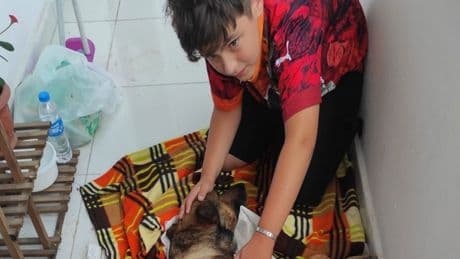 Havalı tüfekle vurulan köpek felç kaldı