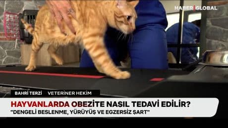 Hayvanlarda obezite nasıl tedavi edilir?