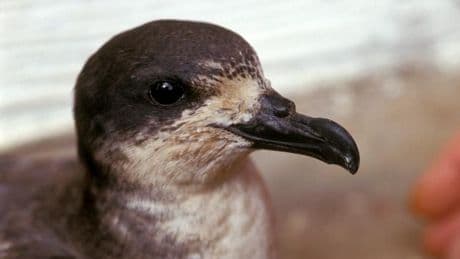 La Réunion éteint ses lumières pour sauver ses oiseaux