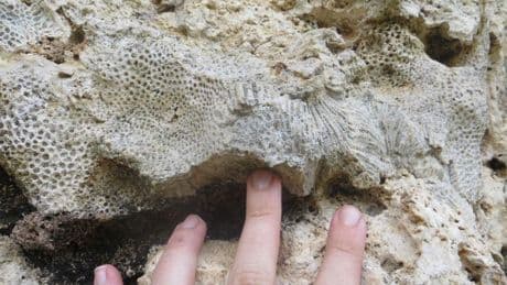 Fossils Suggests Sea Levels Could Rise Even Faster In The Future