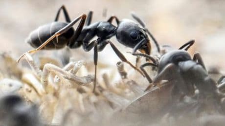 Invasive Arten: Neue nationale Liste soll Schutz vor Ameisen verbessern