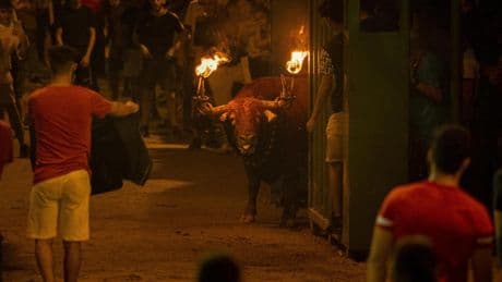 Una asociación animalista pide investigar la muerte de un toro en el 'Bous al carrer' en Borriol