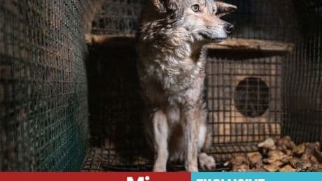 Horrific images from US fur farm rescue prove UK import ban is desperately needed