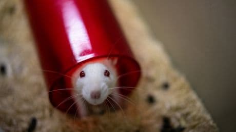 The massive stakes of the Trump administration’s plans to end animal testing