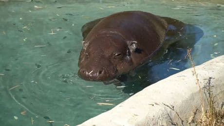 Zwergflusspferd knackt Rekord! - Das ist das älteste Mini-Hippo der Welt