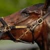 What makes a Kentucky Derby champion? Big hearts, immense lungs and powerful legs