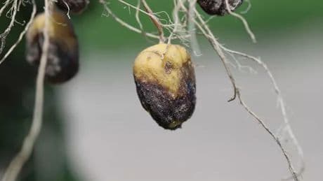 Gardeners ordered to do one unusual thing when growing potatoes