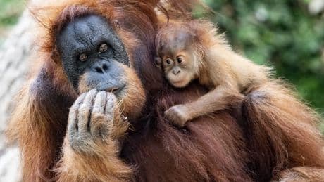 Cuatro orangutanes se escapan de su recinto en el zoo de Fráncfort y obligan a evacuar el parque