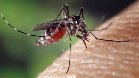 Solo dos neuronas activas: así detectan los mosquitos a los humanos según un estudio publicado en Nature