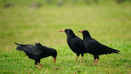 Wild-born chick takes to the skies for the first time in two centuries
