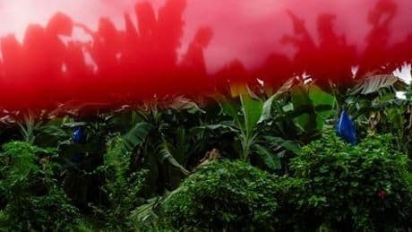 Panama: Chiquita entlässt gesamte Belegschaft