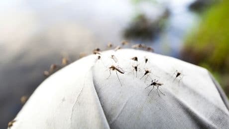 Studien zeigen: Bei dieser Blutgruppe stechen Mücken besonders gerne zu