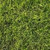Tricky optical illusion sees frog camouflaged in the grass - can you spot it in 30 seconds?