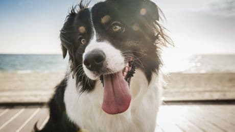 Pets are meant to die: that’s why children need them