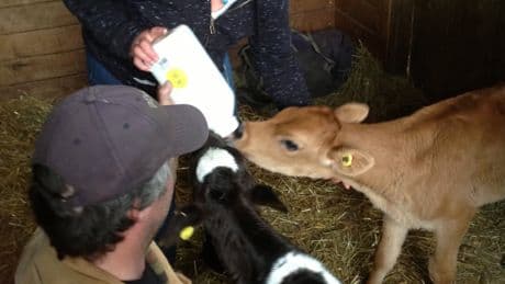 2 more B.C. animal charities targeted by scammer claiming to be 90-year-old ‘donor’