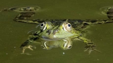 PHOTO COLLECTION: Animals Around the World
