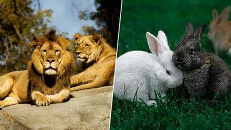 Un zoo de Dinamarca ha tenido una escabrosa idea: si ya no quieres a tu mascota, se lo comen sus leones