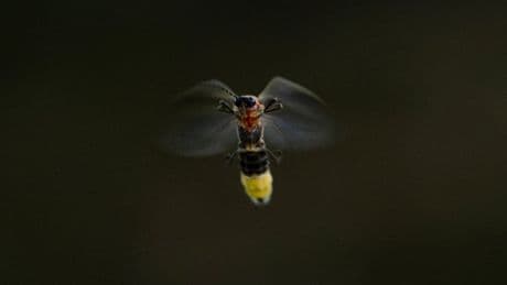 Fireflies are lighting up summer skies. But the glowing bugs are still on the decline