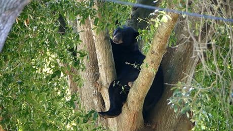 Florida Approves First Black Bear Hunt in a Decade, Despite Protests