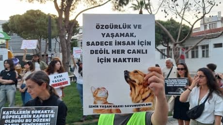 Antep'te hayvan katliamı: Sokak hayvanları, yırtıcı hayvanlara mı veriliyor?