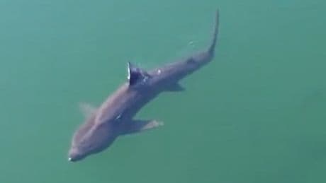 Family capture stunning footage of shark 100m from Scots beach