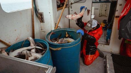 To Save Sharks, We Need Smarter Fishing Rules