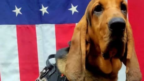 Deputy fired after police dog dies in hot patrol car